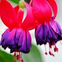 Fuchsia x 'Racine'